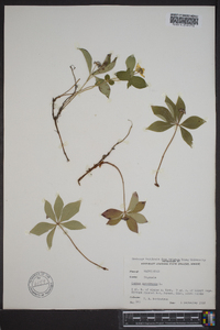 Cornus canadensis image