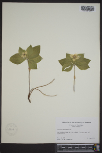 Cornus canadensis image