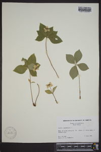 Cornus canadensis image