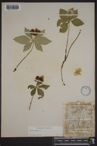 Cornus canadensis image