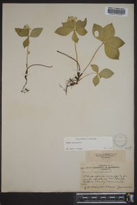 Cornus canadensis image