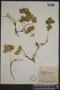 Cornus canadensis image