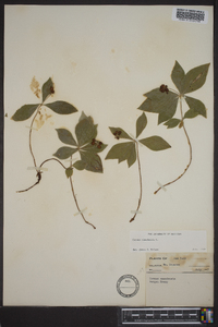 Cornus canadensis image