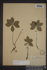 Cornus canadensis image