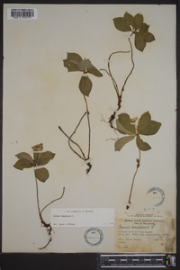 Cornus canadensis image