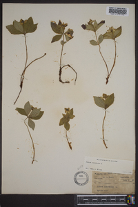 Cornus canadensis image