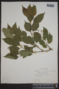 Cornus drummondii image