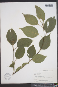 Cornus drummondii image