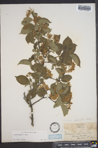 Cornus asperifolia image