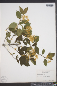 Cornus racemosa image