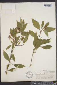 Cornus racemosa image