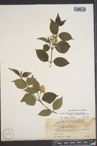 Cornus racemosa image