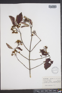 Cornus paniculata image
