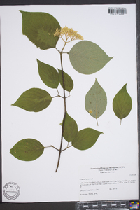 Cornus rugosa image