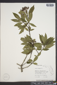 Cornus foemina image