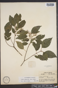 Cornus foemina image