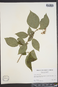 Cornus rugosa image