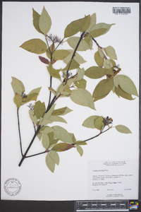 Cornus sericea subsp. sericea image