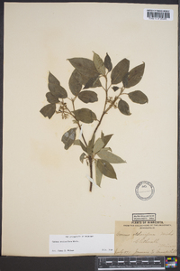 Cornus sericea subsp. sericea image