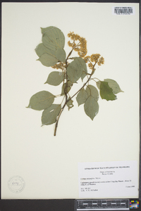 Cornus sericea subsp. sericea image