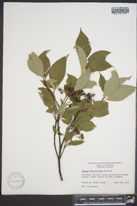 Cornus sericea subsp. sericea image