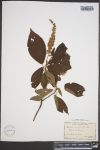 Clethra acuminata image