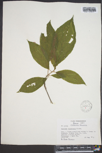 Clethra acuminata image