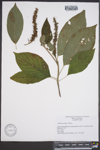 Clethra acuminata image