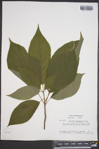 Clethra acuminata image