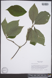 Clethra acuminata image