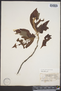 Clethra acuminata image