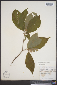 Clethra acuminata image