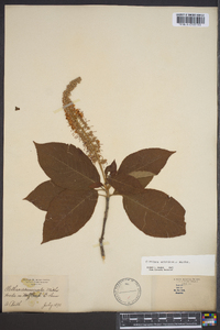 Clethra acuminata image