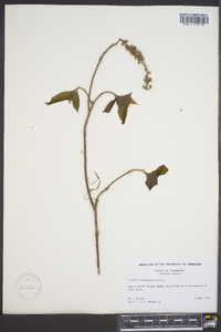 Clethra acuminata image