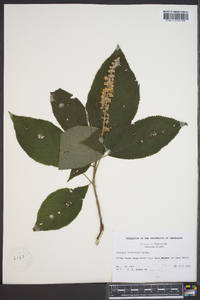 Clethra acuminata image