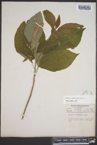 Clethra acuminata image