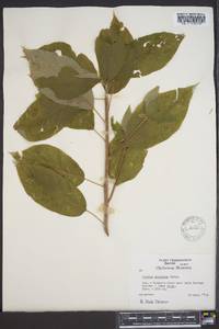 Clethra acuminata image