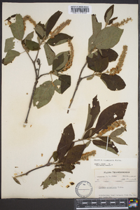 Clethra acuminata image