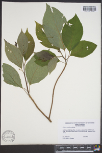 Clethra acuminata image