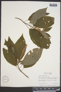 Clethra acuminata image