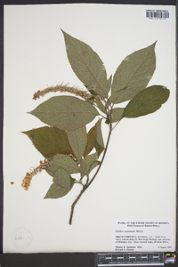 Clethra acuminata image