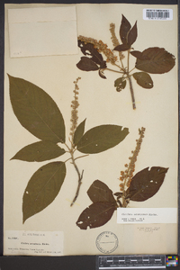 Clethra acuminata image