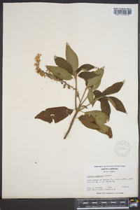 Clethra acuminata image