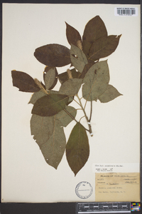 Clethra acuminata image