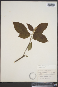 Clethra acuminata image