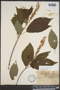 Clethra acuminata image