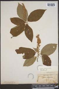 Clethra acuminata image