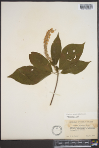 Clethra acuminata image