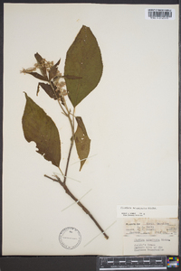 Clethra acuminata image