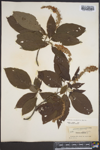 Clethra acuminata image